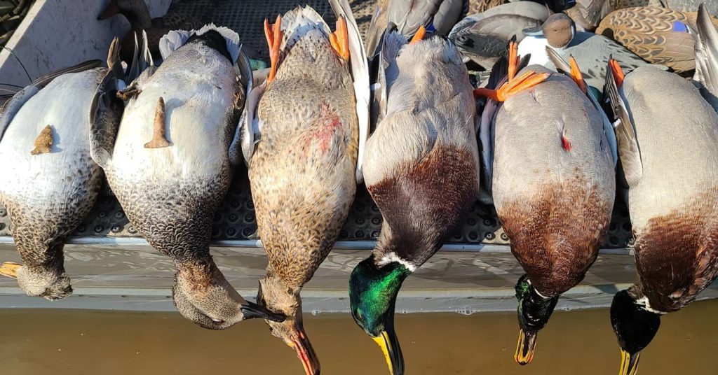 Illinois Duck Hunting 2024 New Regulations You Must Know - q2bytbw