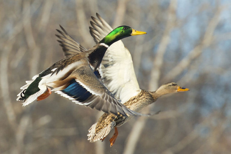 Duck Hunting Central Illinois Mississippi River Duck Hunts