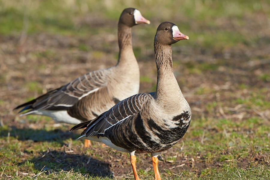 a pair of greater white fronted geese