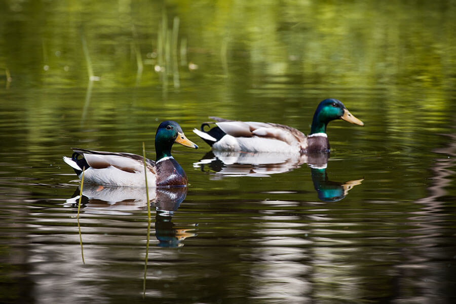 two male mallard ducks swimming in a lake